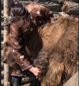 La laine de yak est issue de la mue du yak.